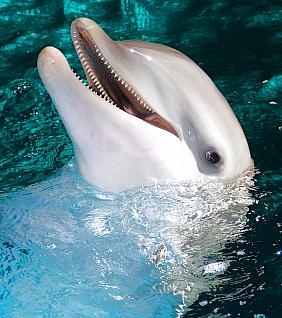 delfínik.jpg